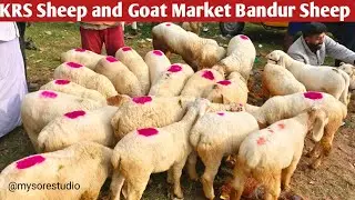 KRS Sheep and Goat Market ( 27/04/25 ) Bandur Sheep