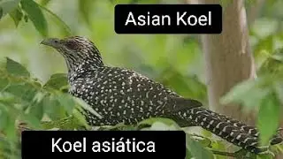Asian koel (Eudynamys scolopacea)