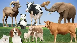 ASMR SOUNDS OF CUTE ANIMALS AND PETS 🥰
