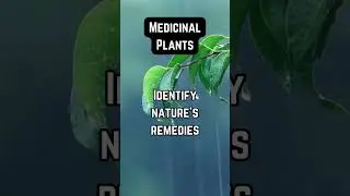 Medicinal Plants.  :wilderness survival for frog scouts #survive #prepper #pepe #scouts #nature