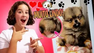 NOVIDADES DO MEU CACHORRINHO NOVO!!