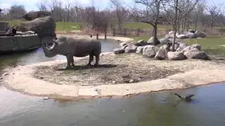 Toronto Zoo - Canadian Geese scare African Rhino