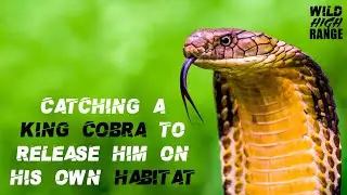 KING COBRA WITH BARE HAND | SNAKE CATCHER ABEESH