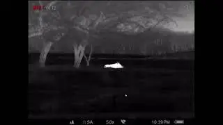 Hog Hunt Close Encounter