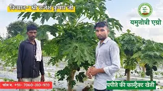 84. जिला  मैनपुरी, उत्तर प्रदेश  के  किसान  श्री राजेश कुमार जी, कर रहे पपीते की बम्पर खेती