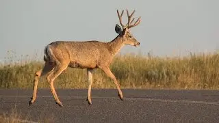 Car-Deer Collisions - NDGNF