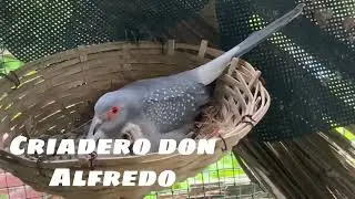 AVIARIO DE TÓRTOLAS DIAMANTES