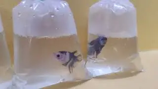 Fancy plakats