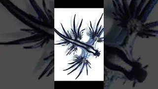 Blue Sea Dragon One Of The Most Beautiful Sea Creatures   Glaucus Atlanticus #shorts