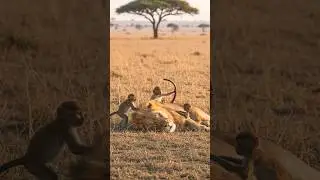 Lion Attack: Baby Monkey Rescue from Lion Attack! #animals #cat     #rescue