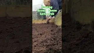 Sowing Broad Beans #favabeans #spring #sowing #growyourown #food