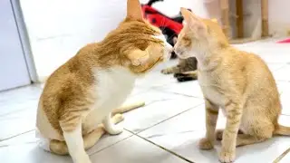 Tony wants to kiss his sister Marvel. Our handsome boy Tony is a playboy.