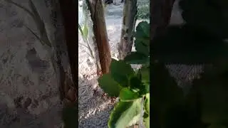 Folhas enorme dessa calandiva