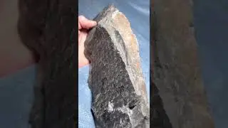 Lepidodendron fossil, West Virginia, 280 million years old