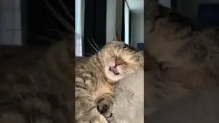 The cat have a best dreams 🤩🥰 Cute Pets Funny Animals Beautiful Kitty
