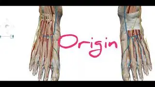 Dorsalis pedis artery 3D anatomy