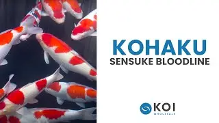 A Walk Through History: The Evolution of Kohaku Sensuke Bloodline