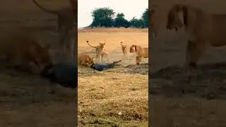Lions and Crocodile's Battle for Life #lion #crocodile #nature #animals #science