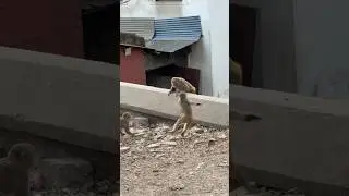 🐵 Intense Monkey Fight! Watch These Monkeys Battle It Out ⚡ #monkeyfight