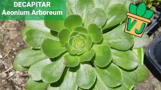 Como decapitar Aeonium Arboreum