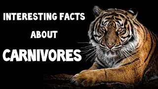 Interesting facts about Carnivores | Carnivorous animals | Learn about Carnivores