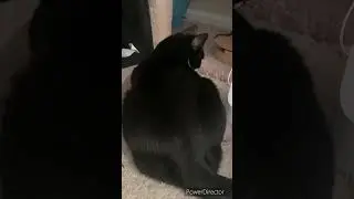 #CatGoneCrazy
