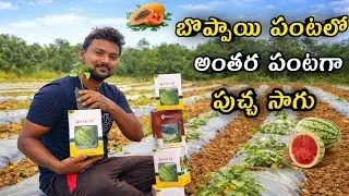 బొప్పాయి పంటలో పుచ్చ సాగు చేస్తున్న Pappay &  watermelon intercultivation ||AGRI GURU||