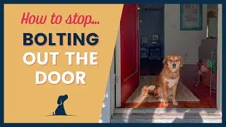 Dog Safety at the Door - Bolting, Running Away