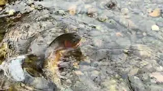 Mountain whitefish mission. Quick day on the Bitterroot River. 