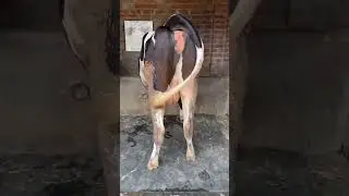 HF Cow Feeding and Care Tips | High Milk Yield Secrets