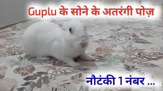Guplu के सोने के अतरंगी पोज़  #vlog #animals #rabbitstoryinhindi