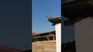 Sesarka tovuq