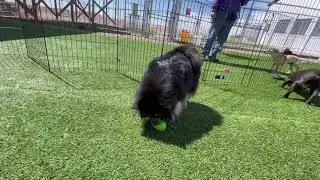2021 Annual National Mill Dog Rescue Dog Easter Egg Hunt