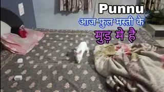 Baby Rabbit playing on bed|पुन्नु फुल मस्ती के मुड़ मे है #babyrabbit #rabbitplaying #cutebaby