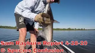Sam Rayburn Bass Fishing Report 4 28 20 Ken Smith Fishing
