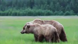 Bear Viewing in Alaska