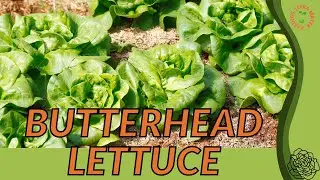 BUTTERHEAD LETTUCE growing in a minute! (Lactuca sativa)