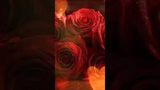 #love #music #rose#inspiration  #travel #shortsfeed #youtubeshorts#shortvideo #nature #flowers#indie