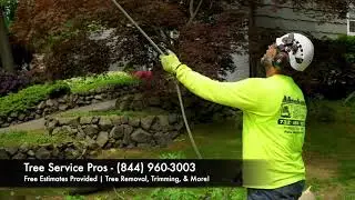 Tree Service Pros: Tree Removal, Tree Trimming, & More