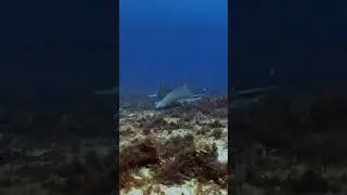 Santa Rosa dive site. Cozumel 2026.