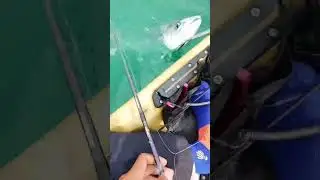 tengiri@mackerel 7.4kg on kayak.... #fishing #kayakangler #kayakfish #fish #