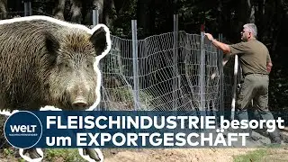 Afrikanische SCHWEINEPEST: Fleischwirtschaft bangt um globales Exportgesch&auml;ft