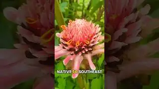 Torch Ginger 🌺 Exotic Edible Flower #PlantScience #Botany #TropicalPlants