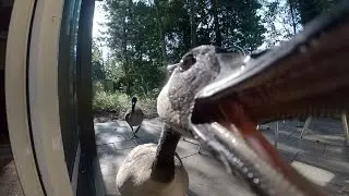 GoPro Goose Poo - Canada Goose is not a great house guest....
