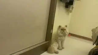 #kitty#گربه_بازیگوش #catvideos #kitol#خر گربه#گربه پرشین
