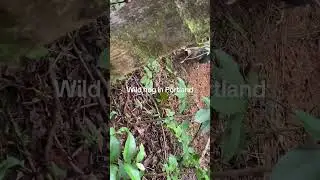 Wild hog hunting 