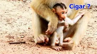 Adorable baby monkey bite stick make us think Rex is smoking cigar.