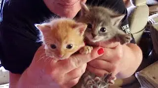 6 Kittens Rescued From Abandoned Property