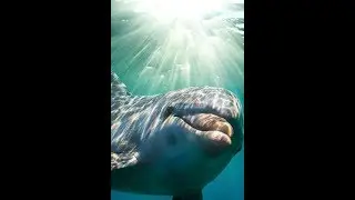 A Dolphin Smile