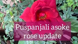 Puspanjali asoke online rose shopping update.